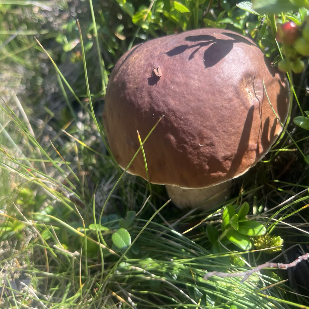 Here Shroom app icon